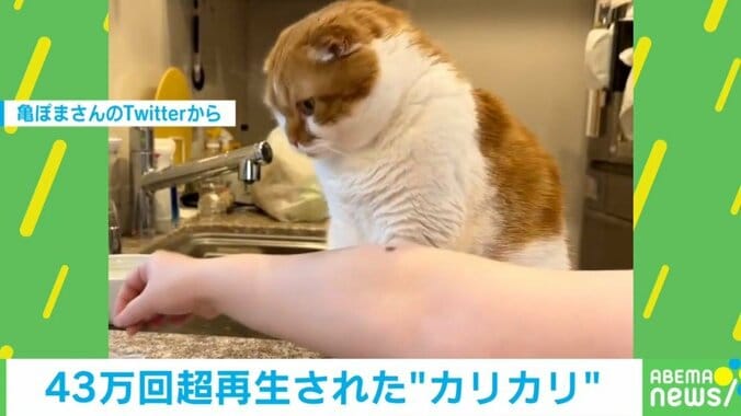 腕のほくろを“おやつ”と勘違いする猫 思わず反応してしまう可愛すぎる姿に飼い主「それカリカリじゃない」 1枚目