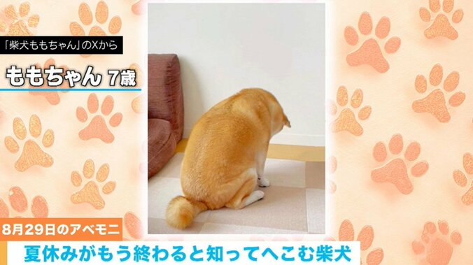 柴犬のももちゃん（7歳）