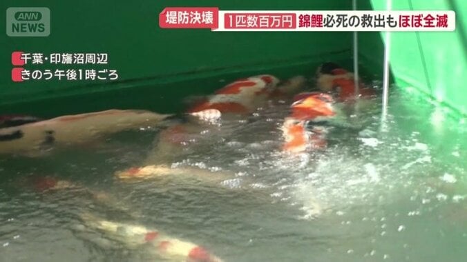 生きていたコイに酸素を与える