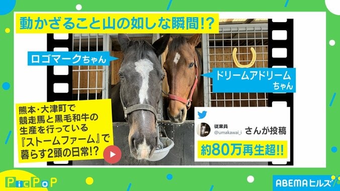 激しく頭を揺らす横で見向きもしない馬 「何があっても動じない強さ」「ガン無視…!?」と驚きの声 1枚目