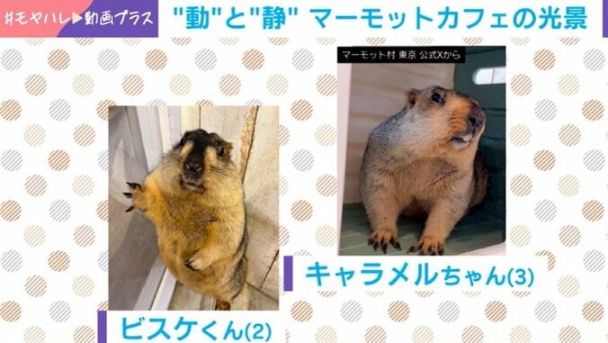マーモット