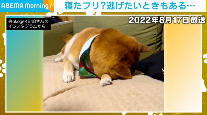 柴犬のおこげくんと1歳児の男の子