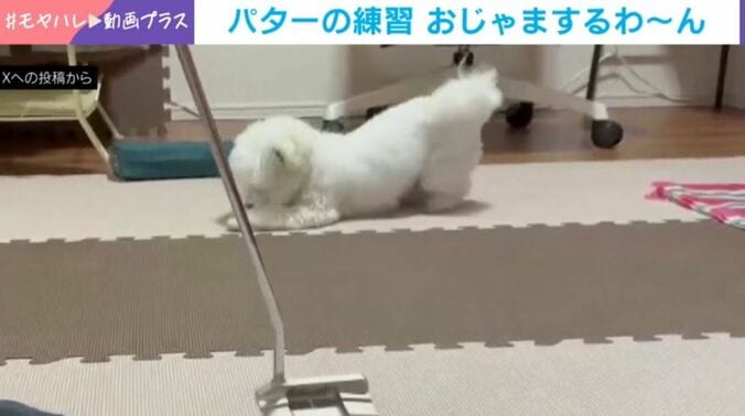 むぎちゃん
