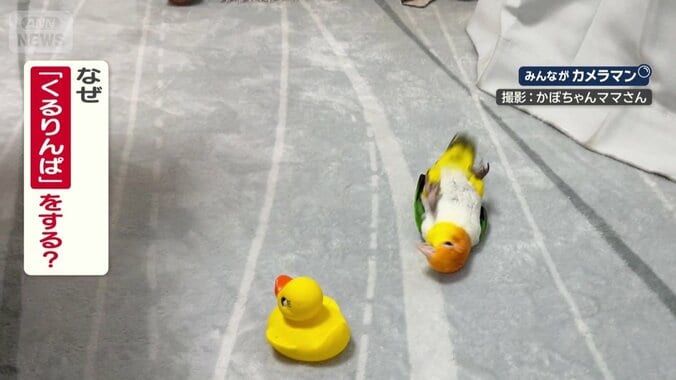 なぜ“くるりんぱ”する？