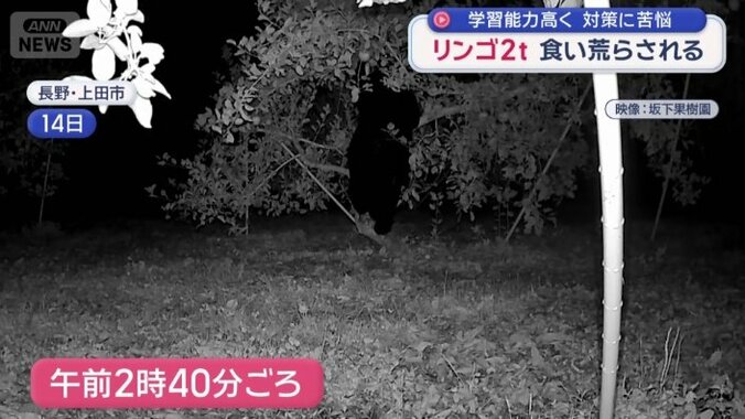 リンゴの木にのぼるクマ