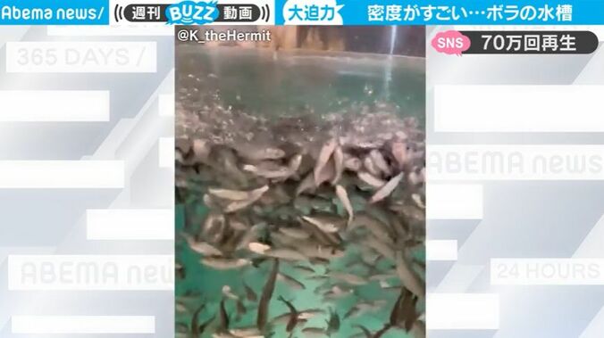 【衝撃映像】人が近づくと… 泳いでいた魚の大群が一斉に集まってくるド迫力シーン 「夢に出てきそう」「ポニョで見たことある」 1枚目