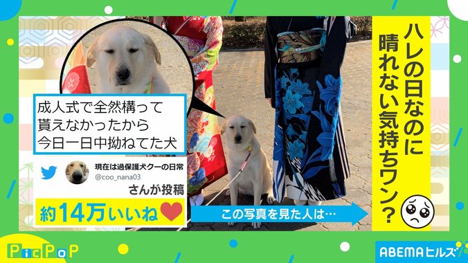 「一日中拗ねてた」成人式でかまってもらえなかった犬 写真撮影するも“露骨な表情”で「気持ちが表に出すぎ！」反響続々 1枚目