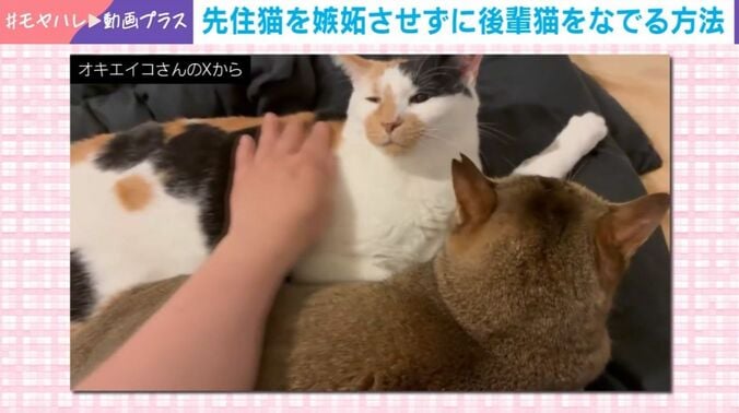 しらすちゃんとおこめちゃん