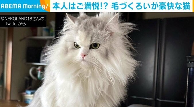 毛づくろいが下手なのにドヤ顔の猫 豪快な“ライオンヘアー”とマッチした絶妙な表情に「まあ、斬新！」「飲み物吹きました！」爆笑の声 1枚目