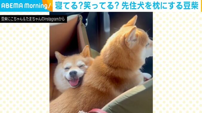 寝てる？笑ってる？豆柴が先住犬を枕にする様子に「たまらん…！」「なんて癒しの動画」と絶賛の声 3枚目