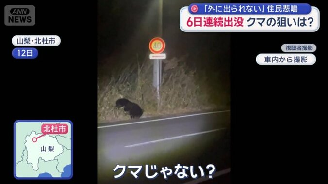 シカの死骸を食べるクマ