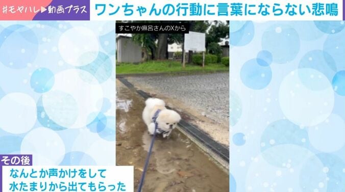 ペキニーズのすこやか麻呂くん（2歳）