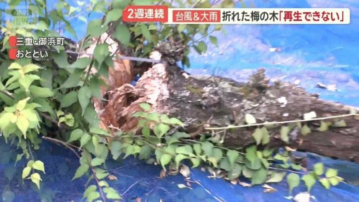 無残に根本から横たわるものも
