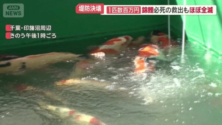 生きていたコイに酸素を与える