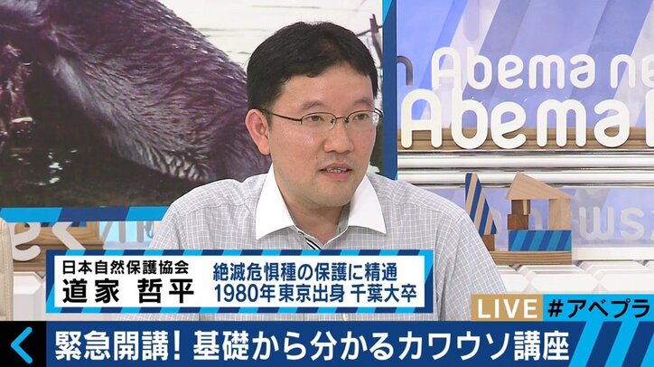 「環境改善で個体数が増えていくこともあり得る」 “カワウソ発見”の伊澤教授を直撃