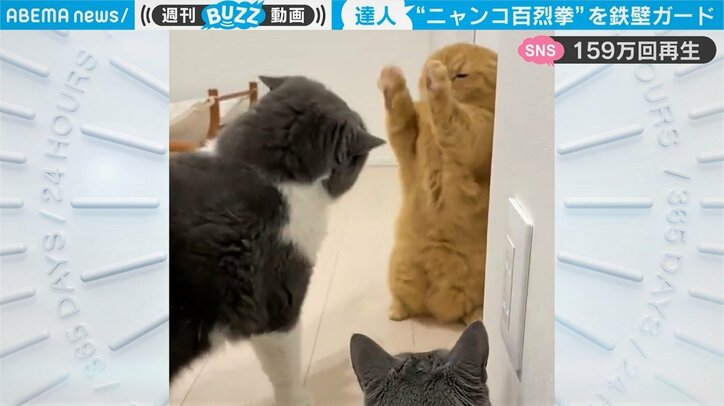 「燃え尽きてるｗ」ケンカを終えた猫がぐったり…“短い”前足でガード＆猫パンチの結末に反響