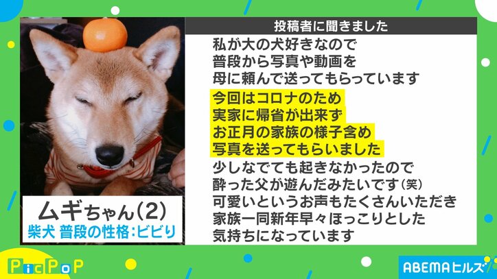 これぞ”鏡餅わんこ”!? みかんを乗せられた柴犬の写真が「かわいい」とSNSで大反響