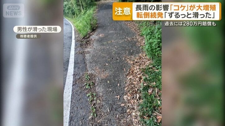 コケ