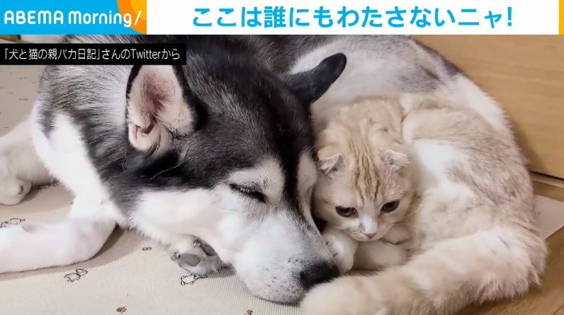 犬にぴったりくっつく猫 懐に駆け寄って眠る姿に 可愛いの渋滞 疲れ吹っ飛んだ と癒やされる人続出 話題 Abema Times