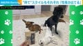 仲良しな3匹の犬 三者三様の“待て”スタイルに飼い主「それぞれの性格が出てるなぁ」