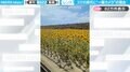 「スマホでは見えない世界」一眼カメラのファインダー越しと"比較"する、ひまわり畑の動画に「こんな感じに見えてるのか！」「カメラ欲しくなる」と反響