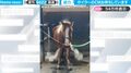激しく吹き出す馬の湯気！北海道のレジャー施設が投稿した臨場感あふれる動画が話題に「ボイラーか加湿器のCMお待ちしています」