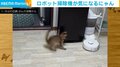 ロボット掃除機VS猫? 何度も逃げ出す猫の “愛くるしい姿” に「可愛いやんのかステップ」「お尻尾がwww」など称賛の声