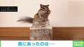 尻尾を振って警戒するシマリス 勇ましい顔で周りを見つめる姿に「フリフリ可愛い」「警戒モードのときが可愛過ぎ」と癒し