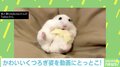 小さな王様かな？ 新居に来たハムスターが可愛いすぎる 投稿主「3日も経てばこの様子」