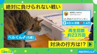 【映像】猫VSプリンター“絶対に負けられない戦い”