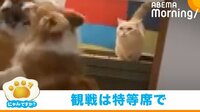 【映像】コーギーの“プロレス”を見たい猫 特等席に向かってジャンプしたときの“後ろ足”に反響