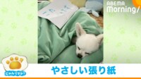 【映像】大きなぬいぐるみの中で眠る犬