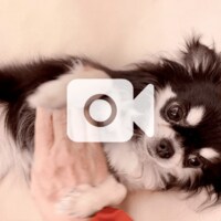 小柳ルミ子『あそぼ❣️』