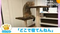 【映像】まさかの寝方編