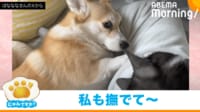 【映像】猫にやきもち?“なでなで”を催促する犬