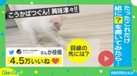 【映像】コスパ良すぎ！？ ネコが興味津々のおもちゃ