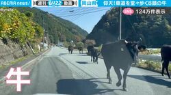 衝撃映像！ 車を運転してたら“日本離れした出来事”に遭遇　岡山で撮影された不思議な光景がネット上で話題に