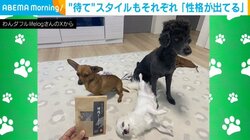 仲良しな3匹の犬 三者三様の“待て”スタイルに飼い主「それぞれの性格が出てるなぁ」