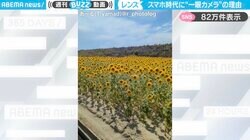 「スマホでは見えない世界」一眼カメラのファインダー越しと"比較"する、ひまわり畑の動画に「こんな感じに見えてるのか！」「カメラ欲しくなる」と反響