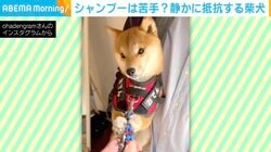 シャンプーが苦手？ 「お出かけではない」と気づいた柴犬がリードを掴み“静かな抵抗” 「素晴らしい直感」の声