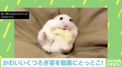 小さな王様かな？ 新居に来たハムスターが可愛いすぎる 投稿主「3日も経てばこの様子」