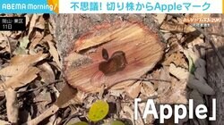 薪ストーブの燃料用に切り倒した木の断面から“Apple”マーク 薪にせずコースターに