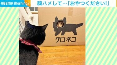 顔ハメ”で遊ぶ猫に戦闘モードの黒猫 2匹の戦いの結末に「完璧なオチ