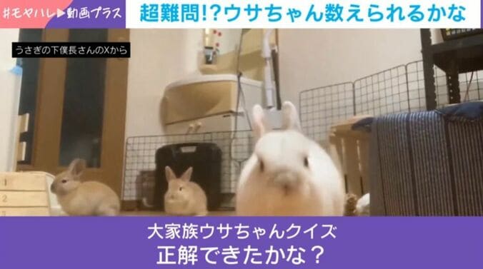 ウサギ