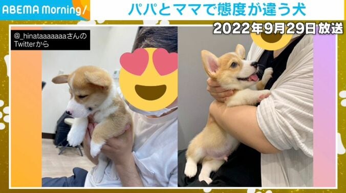 コーギーのひなたくん