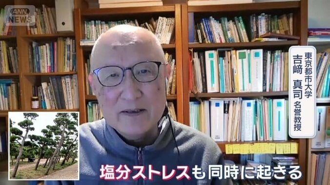 「塩分ストレスも同時に起きる」