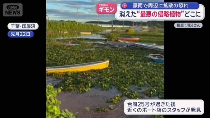 先月22日　大量に流れ着いた水草
