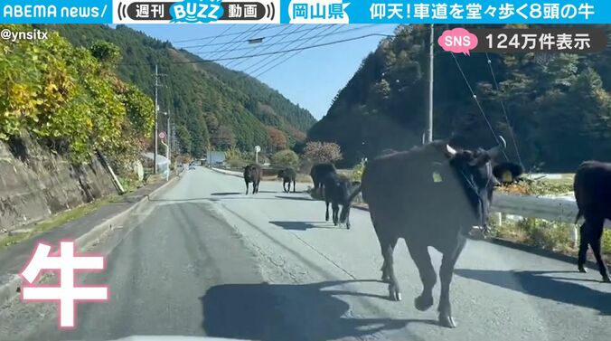 衝撃映像！ 車を運転してたら“日本離れした出来事”に遭遇　岡山で撮影された不思議な光景がネット上で話題に 1枚目