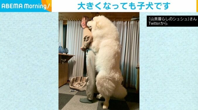 「ライオン？シロクマ？」 飼い主と背丈が変わらない“生後9カ月の子犬”の姿が話題 1枚目