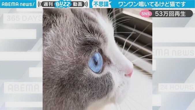 見事に「ワンワン」と鳴く猫　一瞬、耳を疑ってしまう鳴き声に反響「猫被ってるw」「通知音にしたい」 1枚目